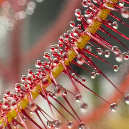 Drosera Binata | Forked Sundew