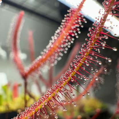 Close-up of a carnivorous plant with red and green leaves