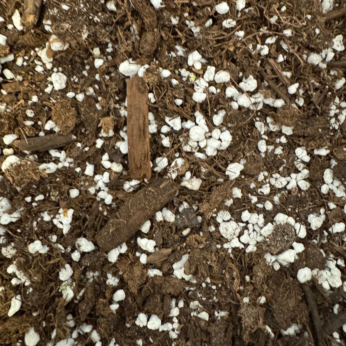 Pinguicula Soil Mix | Ready-to-Use Carnivorous Plant Substrate (1 Qt)