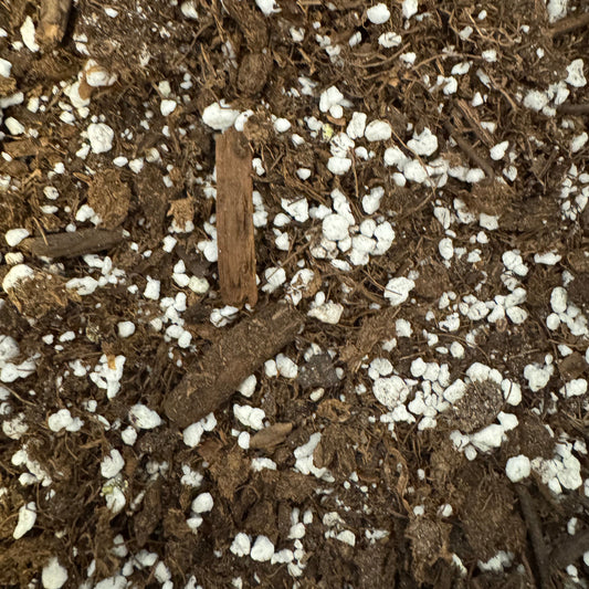 Pinguicula Soil Mix | Ready-to-Use Carnivorous Plant Substrate (1 Qt)