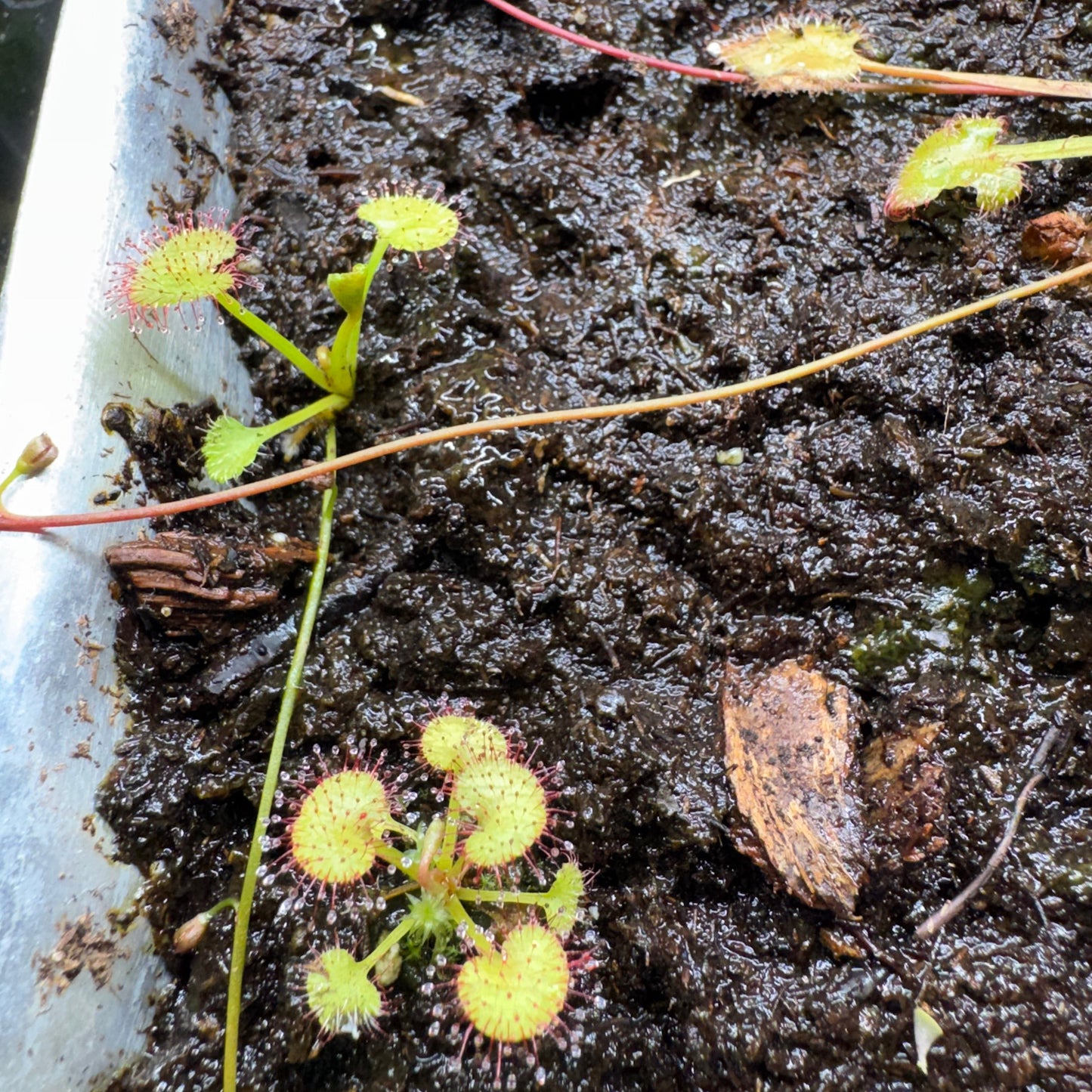 Close-up of carnivorous plants with sticky traps on a dark, moist surface.