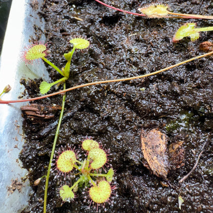 Close-up of carnivorous plants with sticky traps on a dark, moist surface.