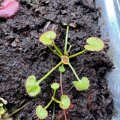 Close-up of a carnivorous plant with round green leaves on dark soil.