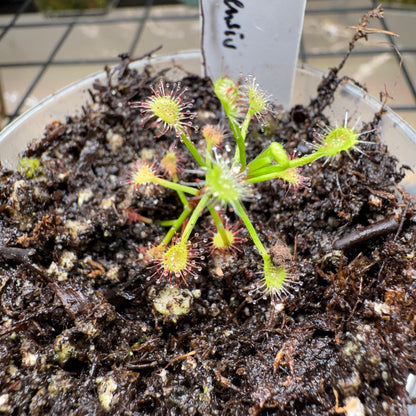 Potted sundew plant with drooping leaves on a dark soil surface.