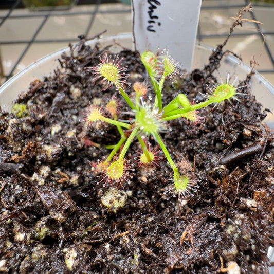 Potted sundew plant with drooping leaves on a dark soil surface.