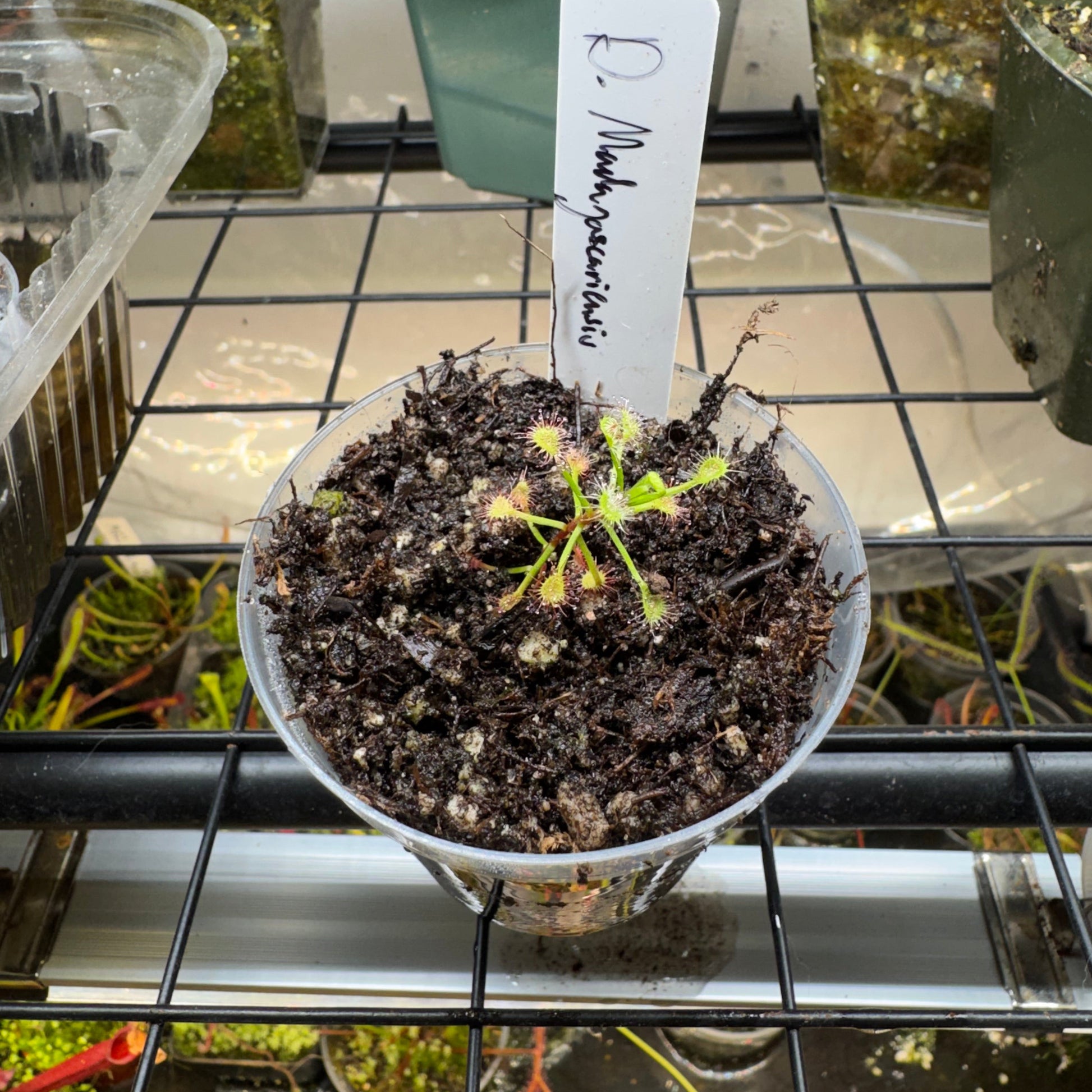 Potted plant with a label on a grid background