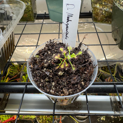 Potted plant with a label on a grid background