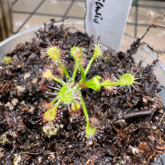 Drosera Madagascariensis