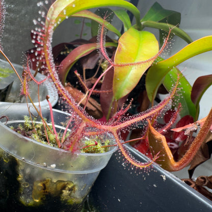 Drosera binata 'Multifida Extrema' - Forked Sundew