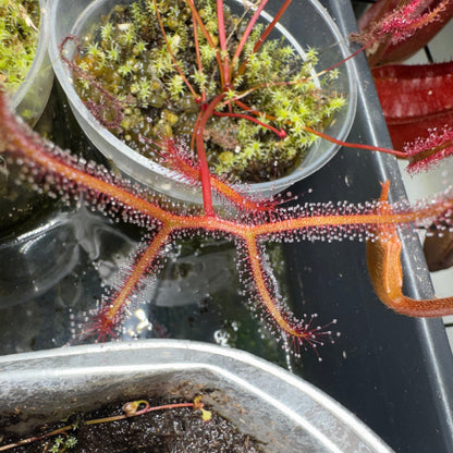 Close-up of a potted plant with red stems and green leaves, surrounded by other plants.
