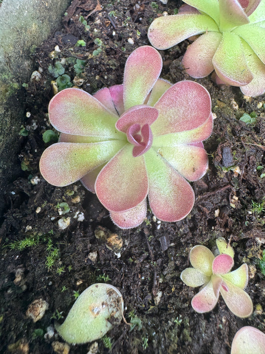 Pinguicula 'Johanna'