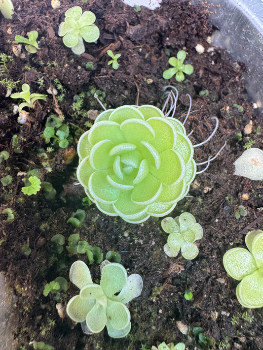 Pinguicula Esseriana