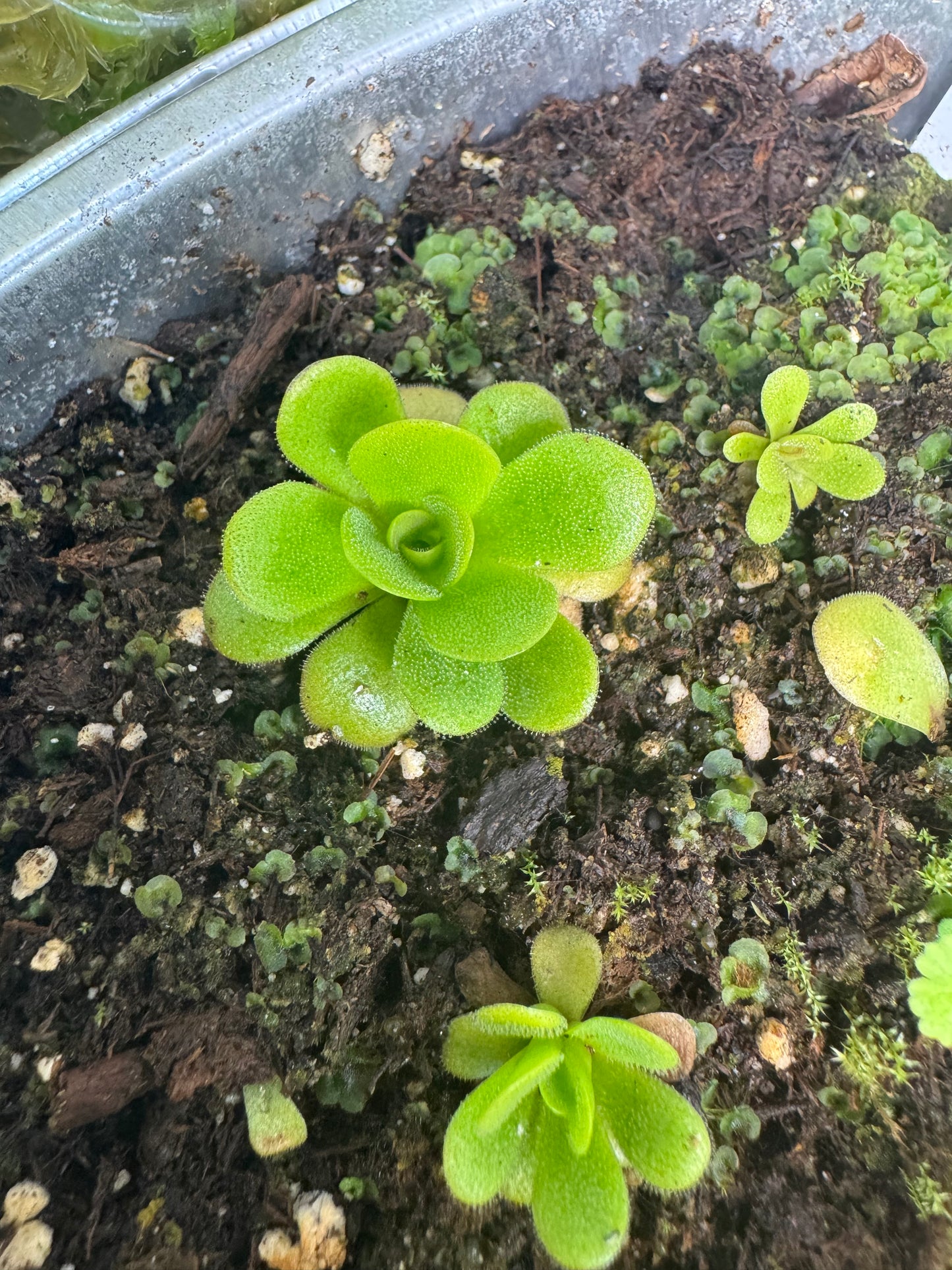 Pinguicula Martinezii