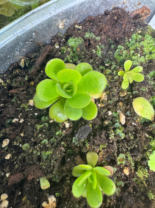Pinguicula Martinezii