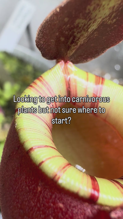 Nepenthes Ventricosa x Ampullaria 'Black Miracle'