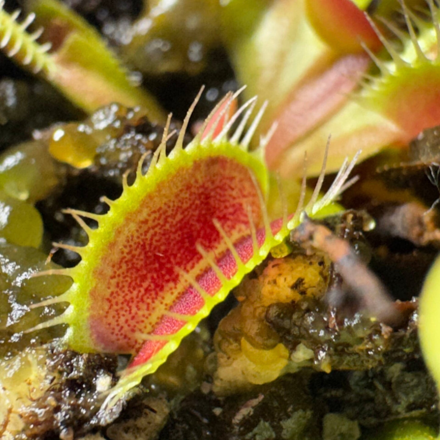 Close-up of a Venus flytrap with a blurred background