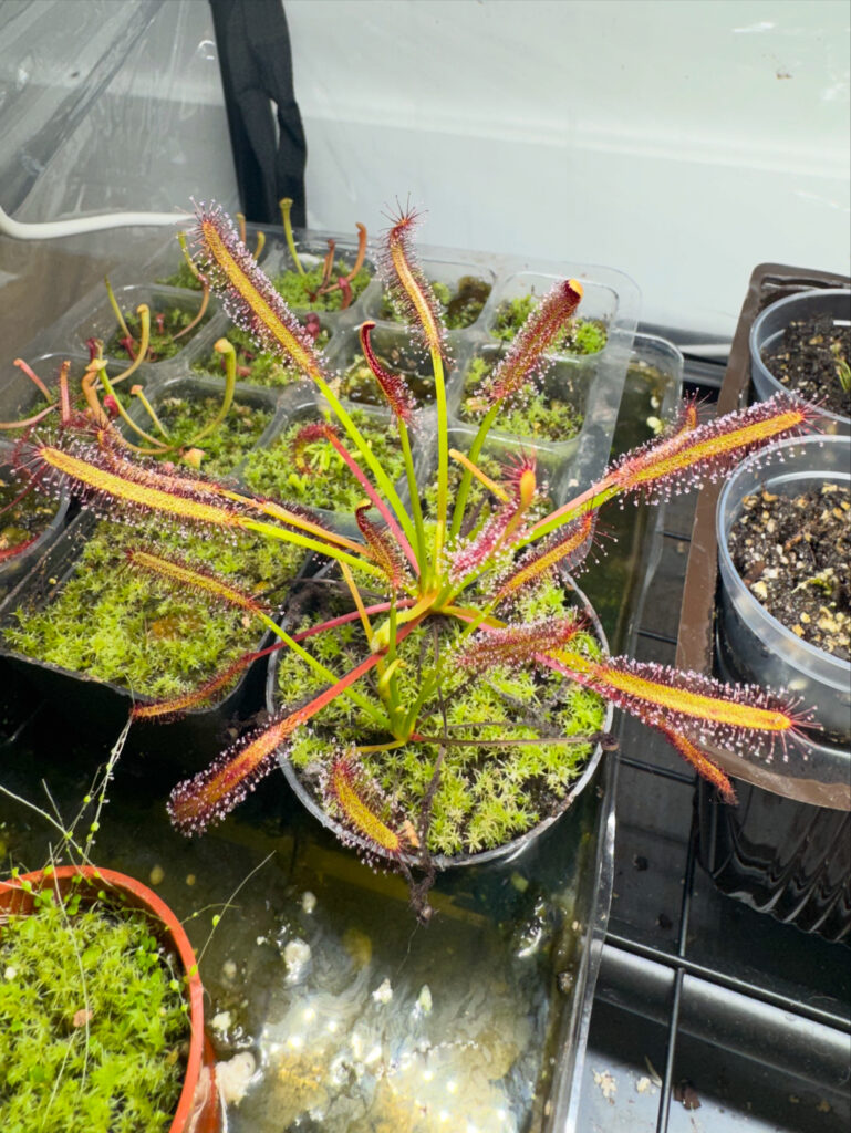 drosera capensis grown in the water tray method with distilled water