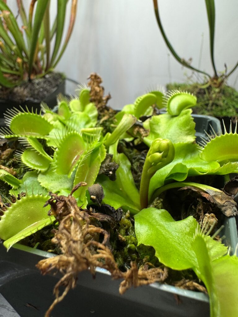 a image of a venus fly trap beginning to grow a flower stalk