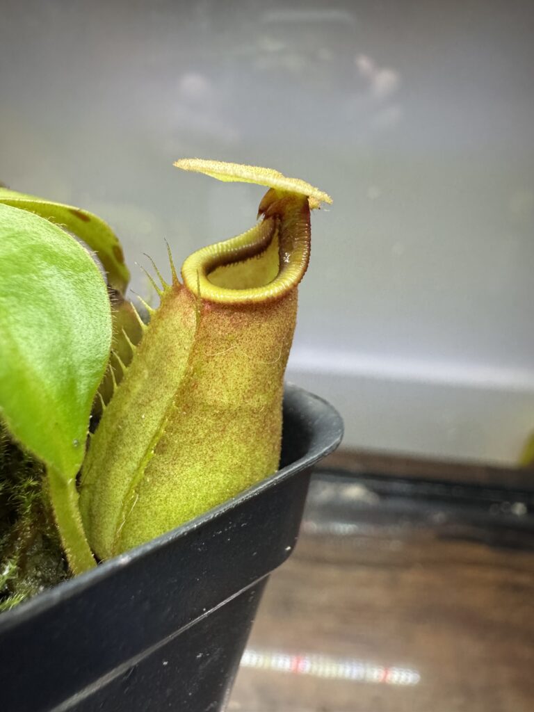 nepenthes bicalcarata pitcher plant frown in a indoor greenhouse