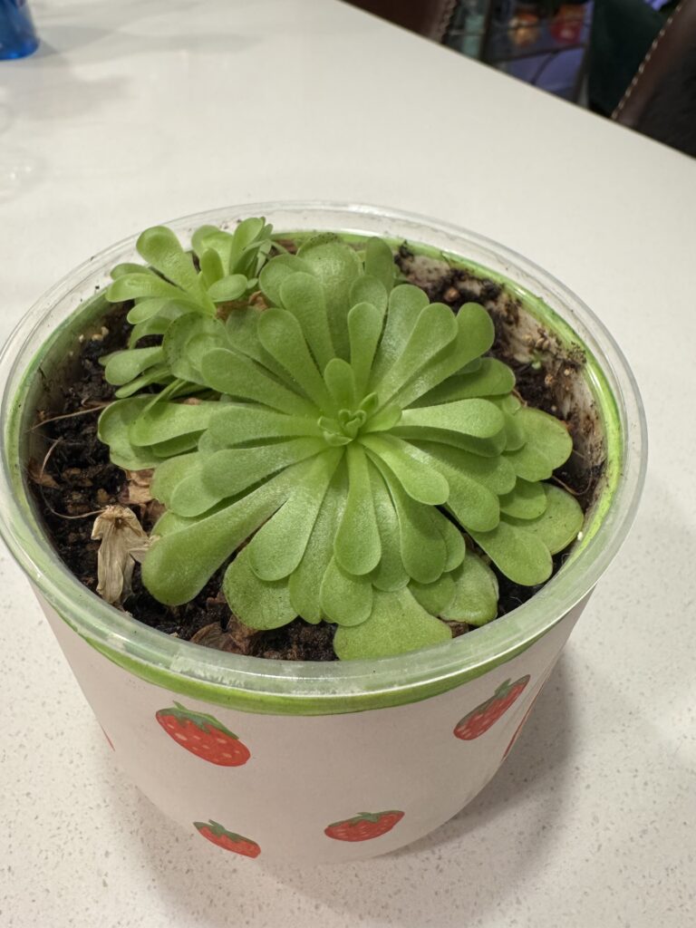 a image of a pinguicula that didn't receive enough light