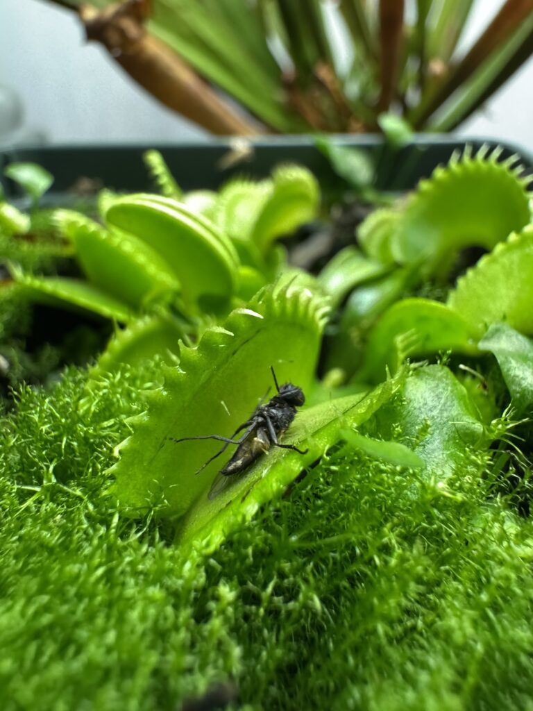 image of a venus fly trap eating a fly