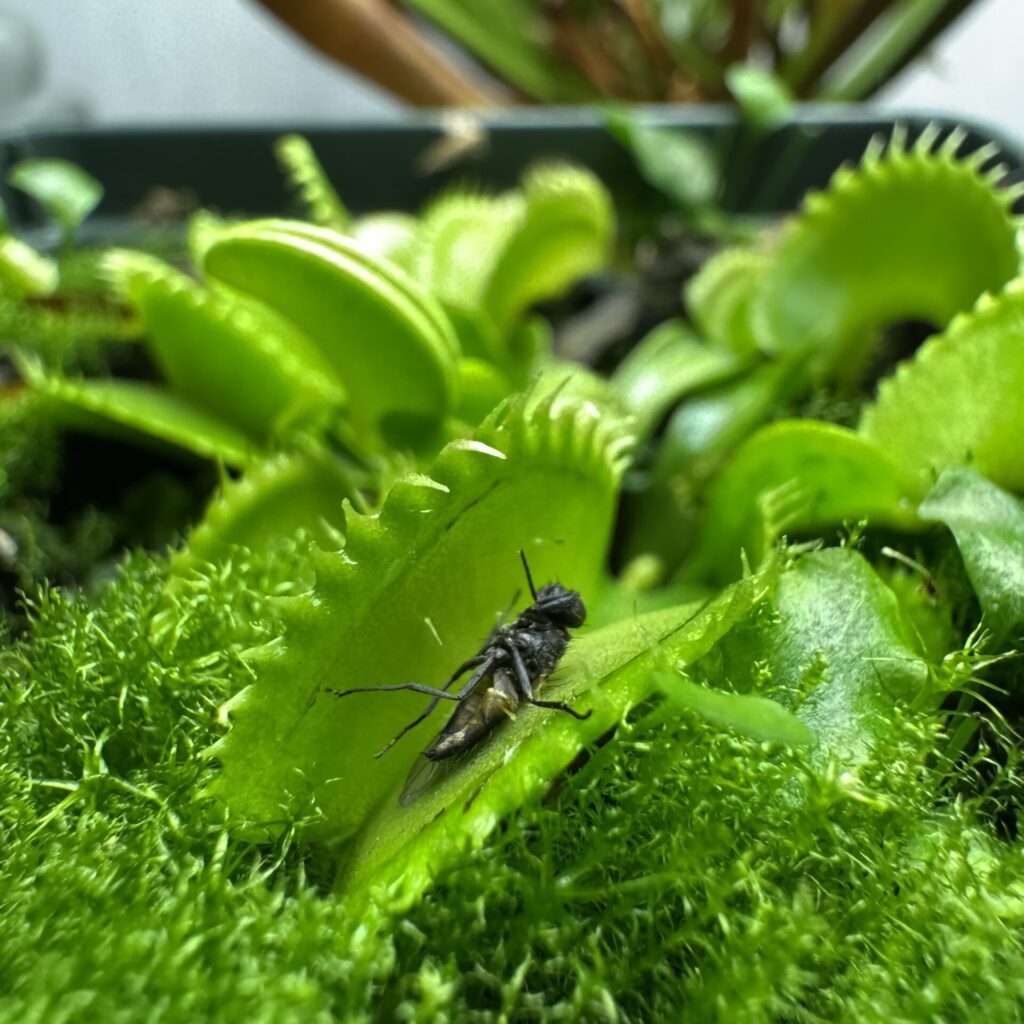 image of a venus fly trap eating a fly