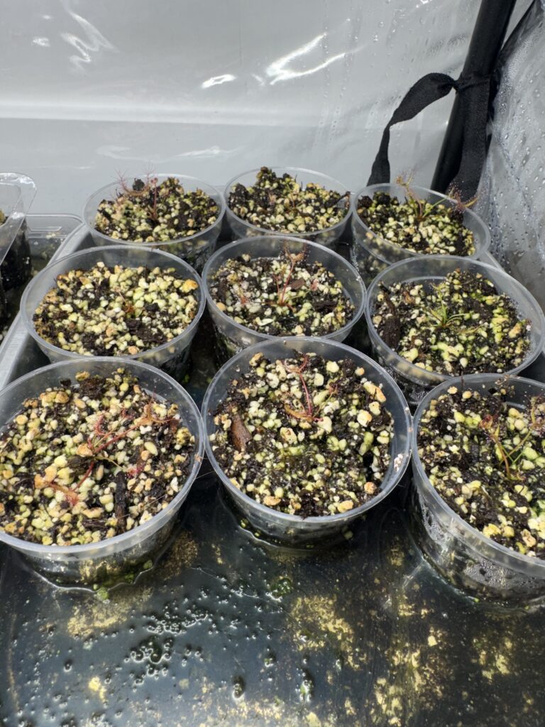 watering carnivorous plants using the tray method