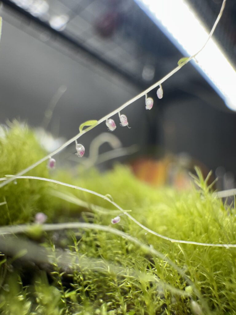 utricularia sandersonii bladder traps in great detail