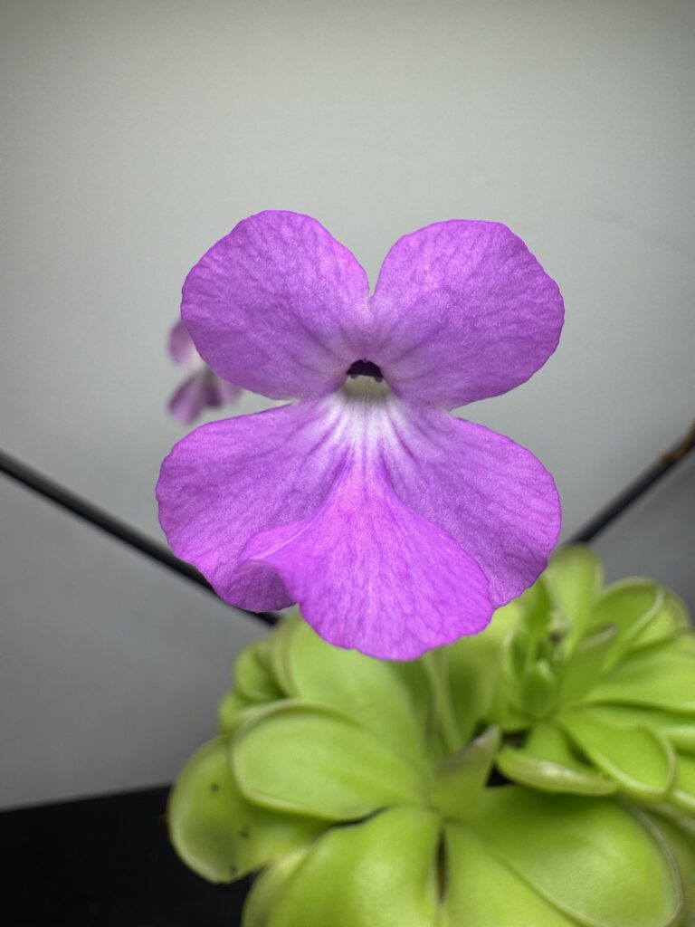 hybrid pinguicula flower