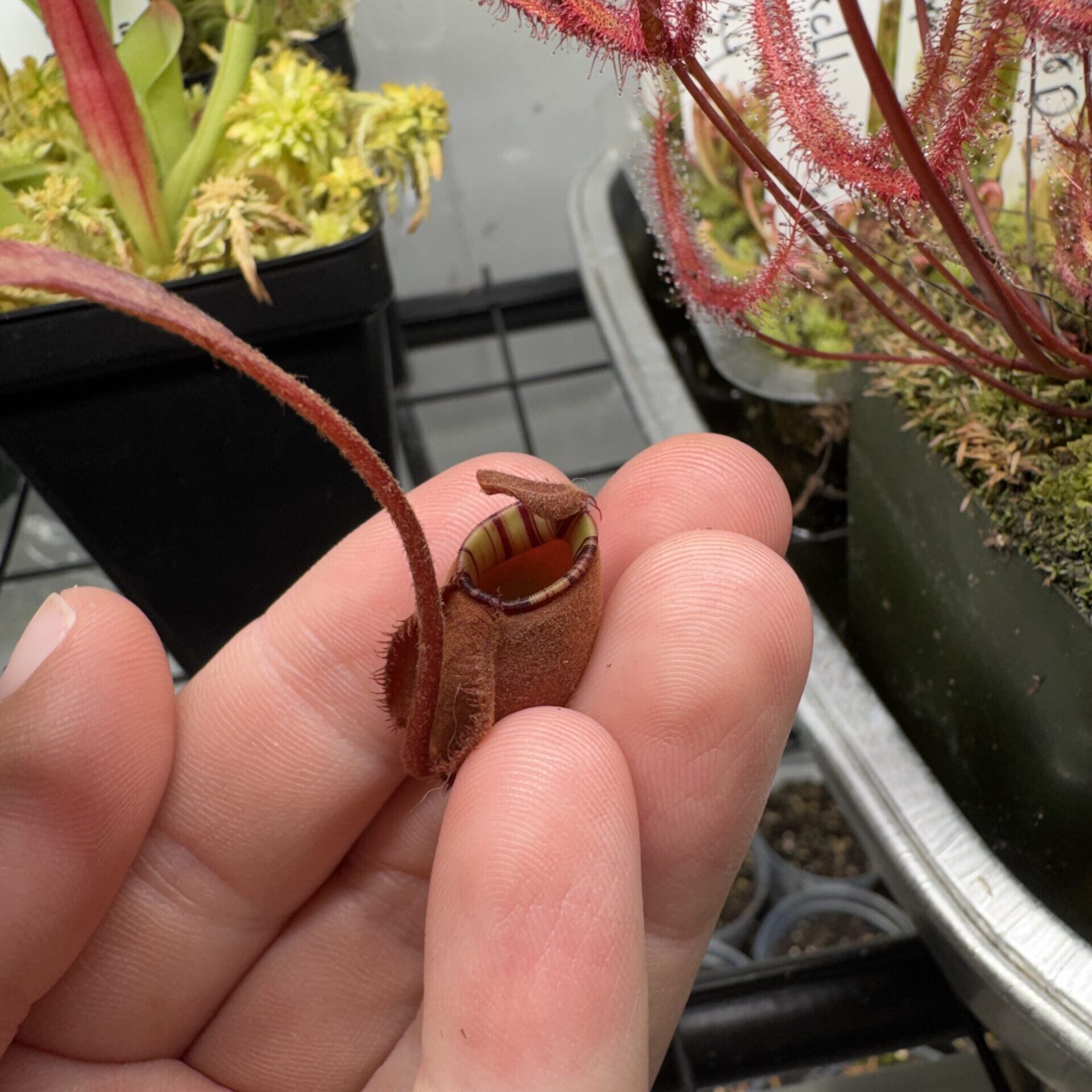 nepenthes black miracle baby pitcher mentioning the general care for nepenthes