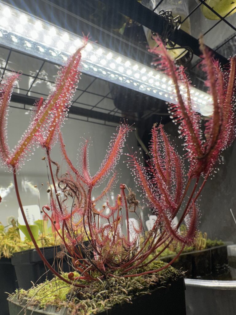 this is a drosera binata that is very red grown under the perfect conditions