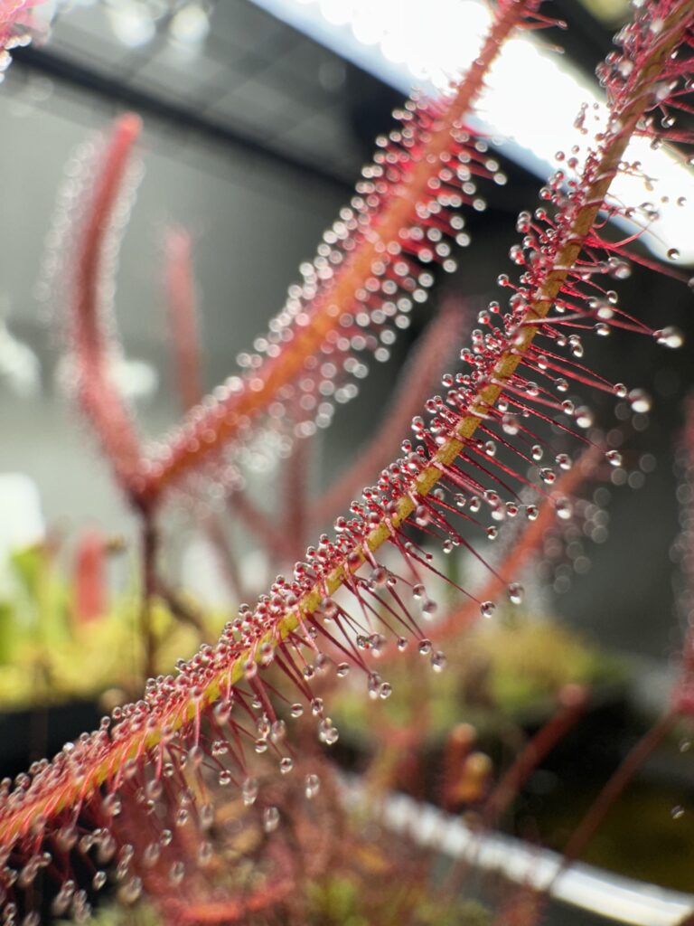 beautiful image of a drosera binata sundew dew drops up close