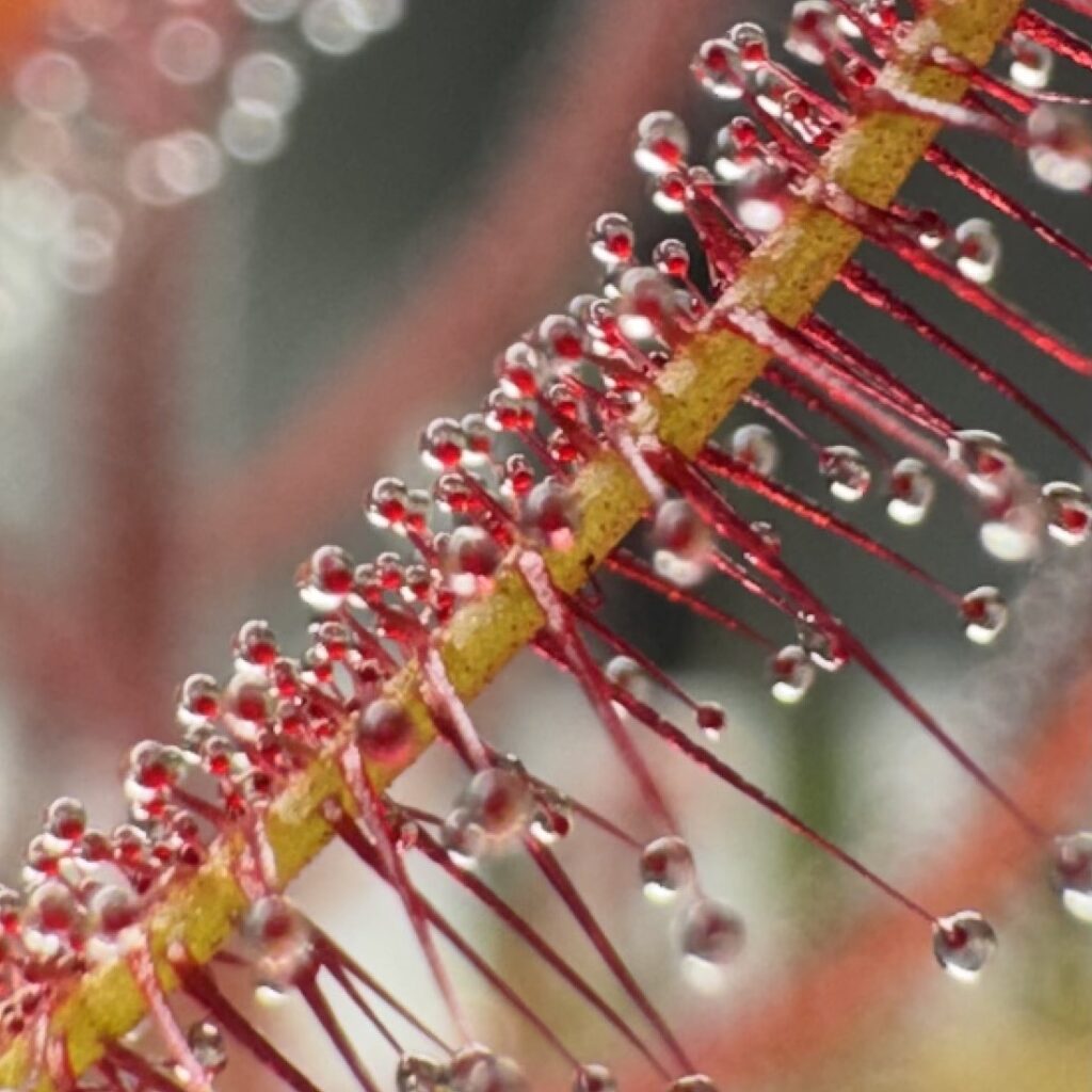 Drosera Care Guide: How to Grow Healthy Sundews at Home