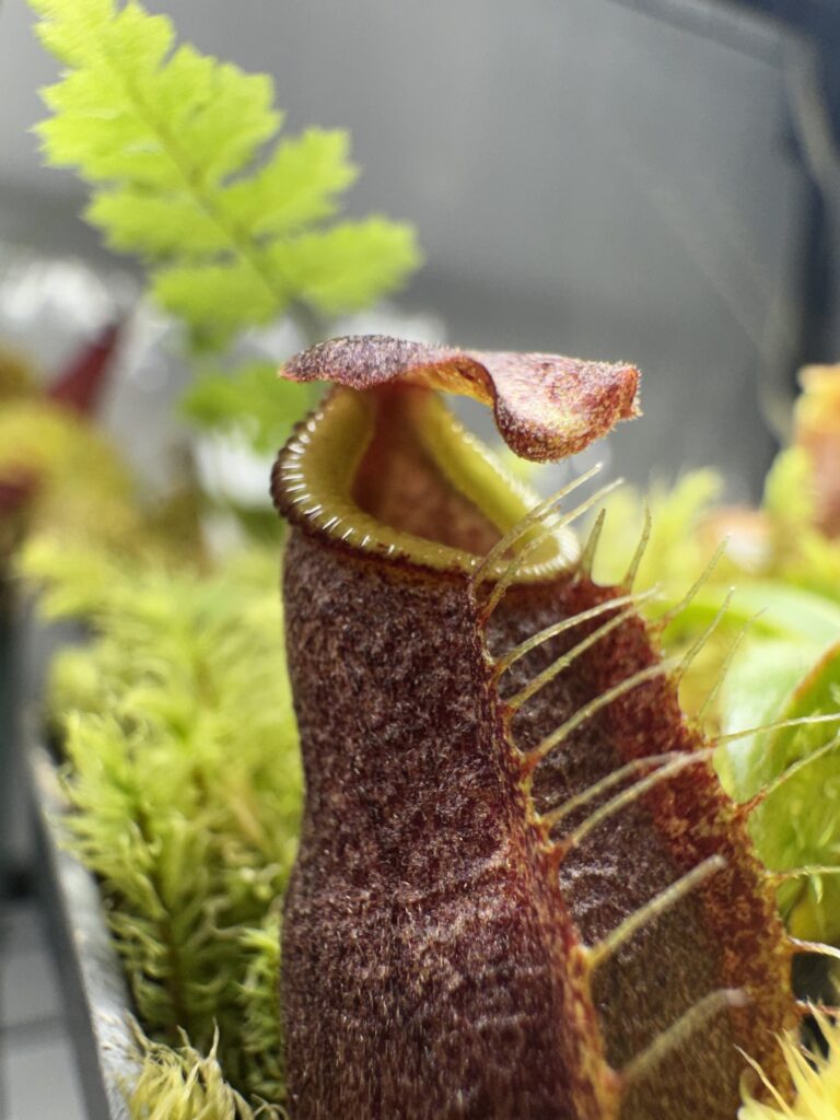 beautiful nepenthes carnivorous plant