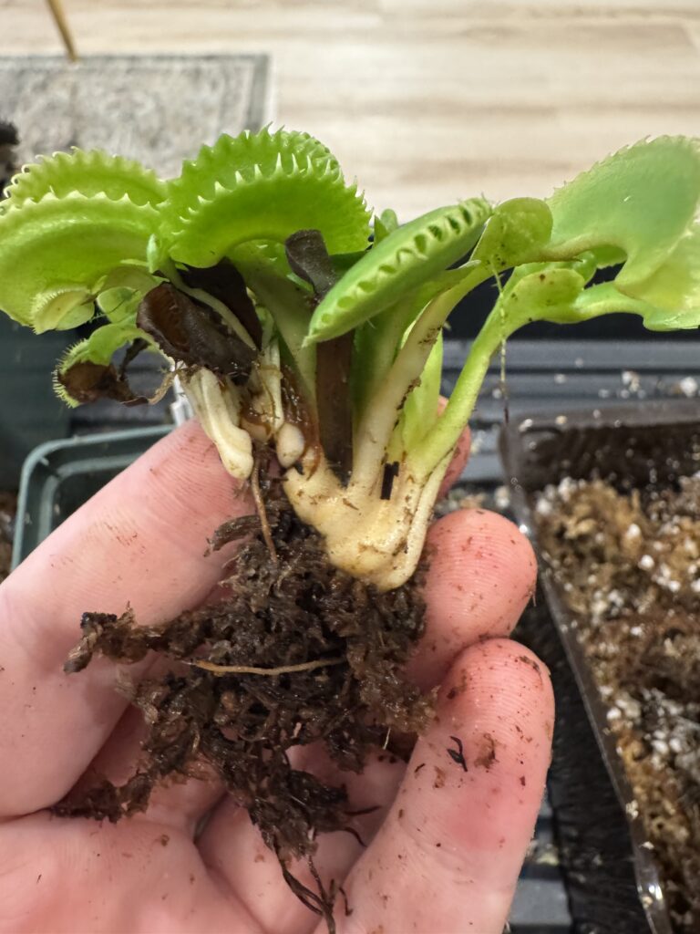 division of venus fly trap (dentate variety)