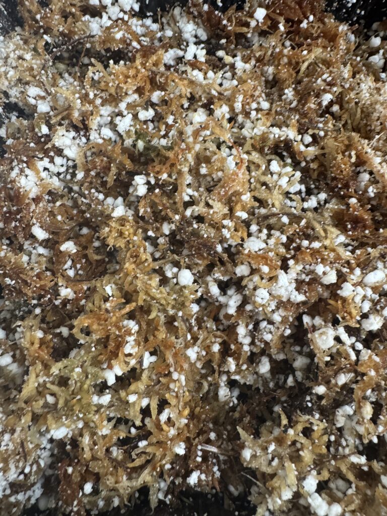 a image of the typical substrate mix for some carnivorous plant species which is sphagnum moss and pearlite