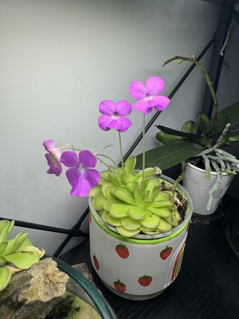 beautiful pinguicula hybrid with lots of flowers