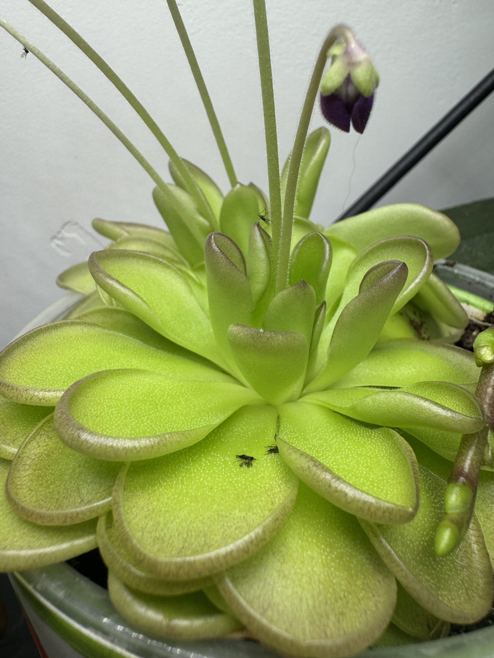 How to Care for Pinguicula (Butterwort)