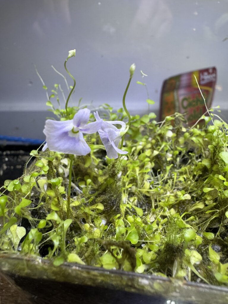 utricularia that is flowering