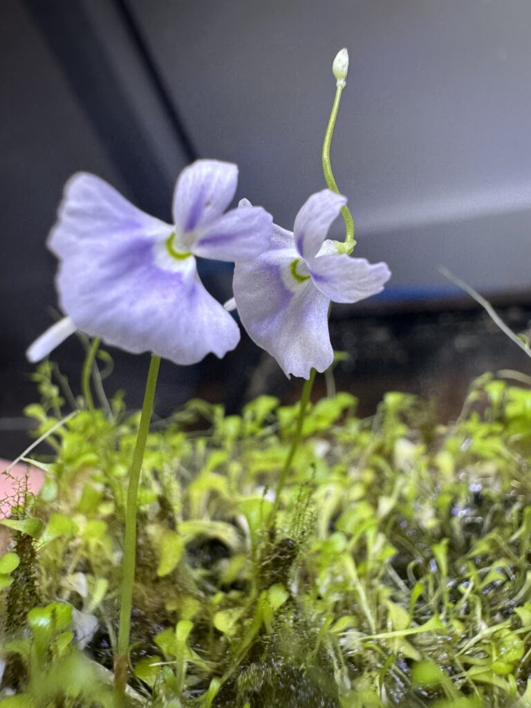 image of utricularia sandersonii flowers 