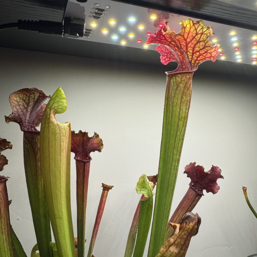 image of a sarracenia grown indoors under a growlight
