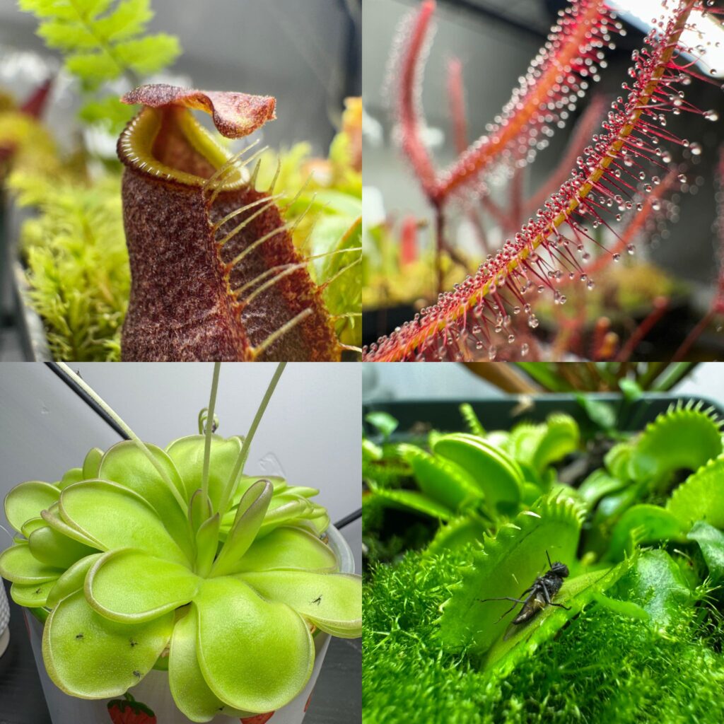 learn what carnivorous plants are easy to take care of