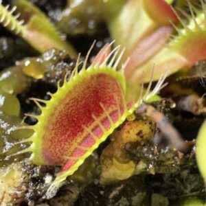Venus Flytrap "Typical" - Dionaea Muscipula