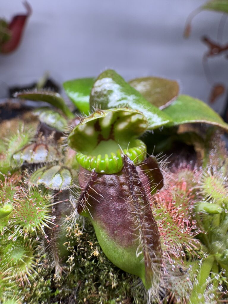 australian pitcher plant, Cephalotus 