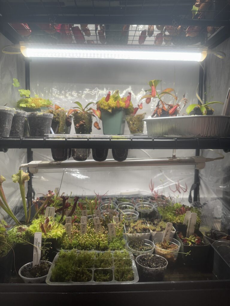 indoor lighting for carnivorous plants