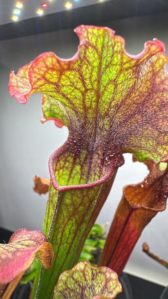 sarracenia pitcher plant from a mystery species